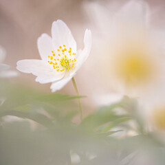 Anemone nemorosa, one of the first and most beautiful spring bloomers.