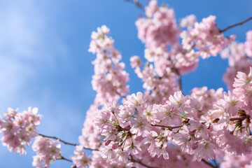 Spring Sakura cherry blossom