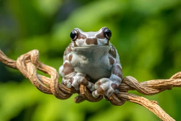 Gordijnen The veined tree frog (Trachycephalus typhonius), or common milk frog, is a species of frog in the family Hylidae © lessysebastian