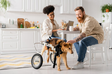 Smiling man holding cup and petting disabled dog near african american girlfriend using laptop at home.
