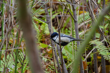 東京赤坂東京ミッドタウンのシジュウカラ