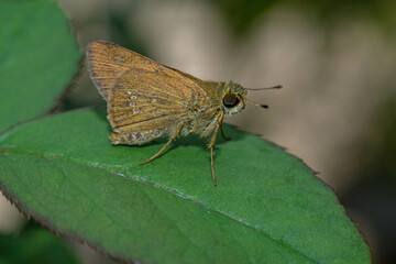 Skippers are a group of butterflies placed in the family Hesperiidae within the order Lepidoptera...