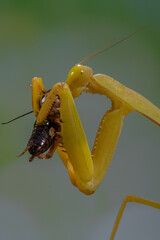 The golden praying mantis is any insect of the order Mantodea