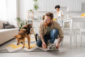 Bearded man putting bowl on floor near disabled dog and blurred african american girlfriend at home.