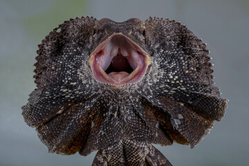 The frilled lizard (Chlamydosaurus kingii), also known as the frillneck lizard, frill-necked lizard...