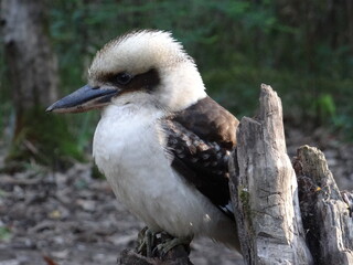 Kookaburra