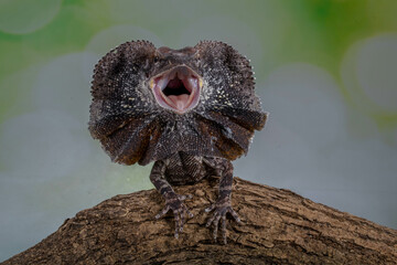 The frilled lizard (Chlamydosaurus kingii), also known as the frillneck lizard, frill-necked lizard or frilled dragon