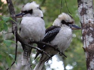 Two Kookaburras