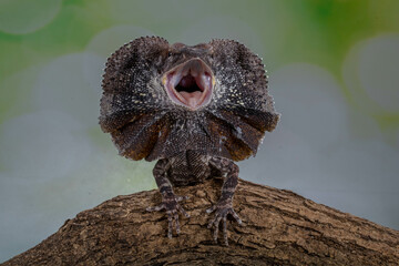 The frilled lizard (Chlamydosaurus kingii), also known as the frillneck lizard, frill-necked lizard or frilled dragon