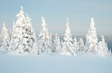 Snowy winter landscape at dusk on the Acker, the longest mountain range in the Upper Harz, Harz National Park, Lower Saxony, Germany, Europe