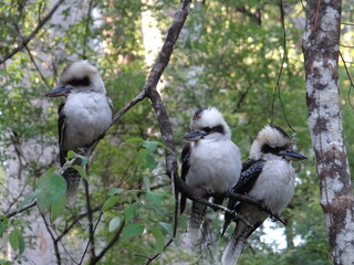 Three Kookaburras