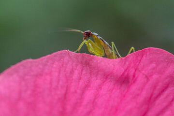 Odontomantis planiceps, also known as Asian ant mantis, is a common species of praying mantis.