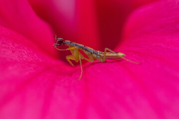 Odontomantis planiceps, also known as Asian ant mantis, is a common species of praying mantis.