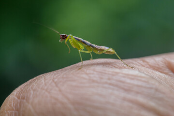 Odontomantis planiceps, also known as Asian ant mantis, is a common species of praying mantis.