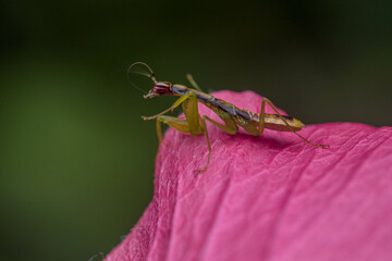 Odontomantis planiceps, also known as Asian ant mantis, is a common species of praying mantis.