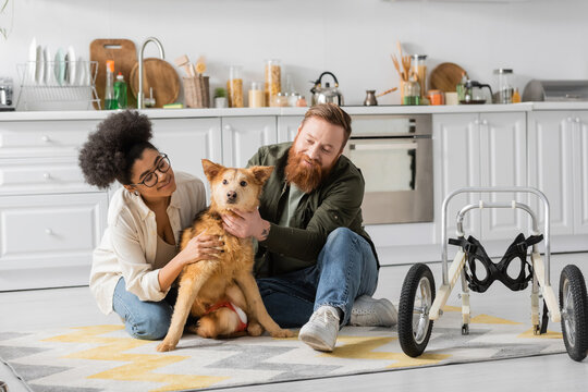 Positive multiethnic couple taking care of handicapped dog in kitchen.