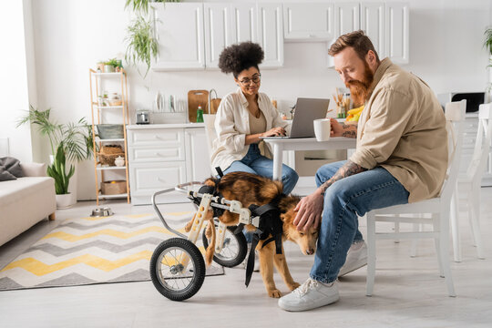 Bearded man with cup petting disabled dog near african american girlfriend using laptop in kitchen.