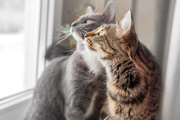 Two cats look out through window at the birds. Domestic cats want to catching bird, attack, scrape the glass. Cute kitty sitting on windowsill. Feline watching bird outside the window. Closeup - obrazy, fototapety, plakaty