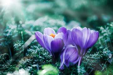 Crocus Vernus, Grand Maitre, dark violett, large-flowered. large flowers Crocusses blooms in March...