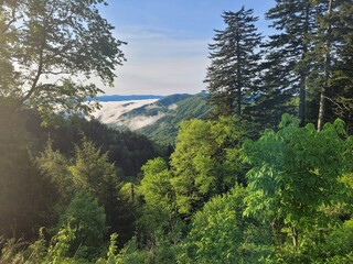 trees in the mountains