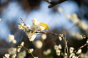 メジロと華やかな季節