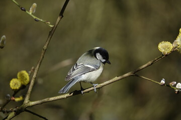 great tit (parus major) perched on willow tree branch, early spring in UK