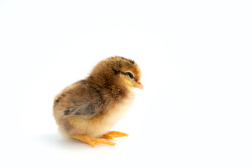 Newly hatched French Faverolles chicks isolated on white background - selective focus, copy space