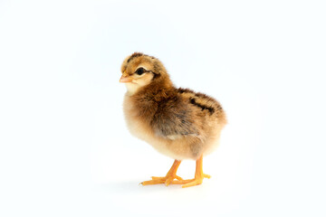 Newly hatched French Faverolles chicks isolated on white background - selective focus, copy space