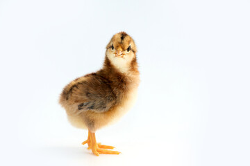 Newly hatched French Faverolles chicks isolated on white background - selective focus, copy space