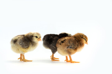 Newly hatched French Faverolles chicks isolated on white background - selective focus, copy space