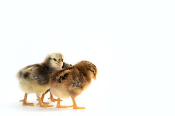 Newly hatched French Faverolles chicks isolated on white background - selective focus, copy space
