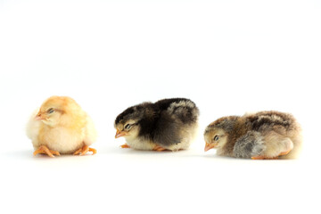 Newly hatched French Faverolles chicks isolated on white background - selective focus, copy space