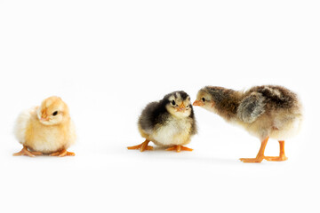 Newly hatched French Faverolles chicks isolated on white background - selective focus, copy space