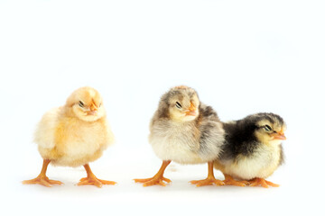 Newly hatched French Faverolles chicks isolated on white background - selective focus, copy space
