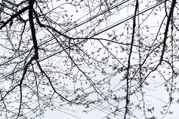 桜の天井