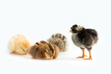 Newly hatched French Faverolles chicks isolated on white background - selective focus, copy space