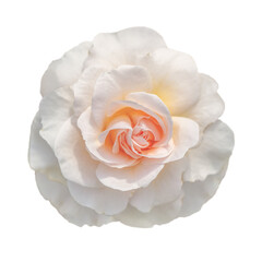 Cutout of an isolated single pinkish-white rose flower with the transparent png 