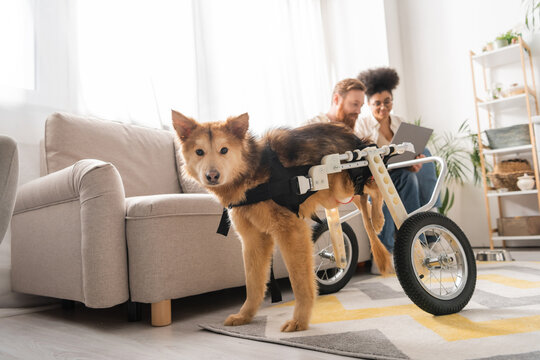 Disabled dog on wheelchair standing near blurred multiethnic couple with laptop at home.