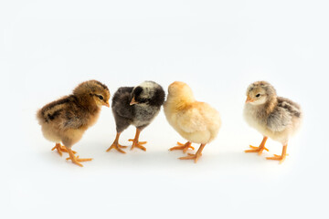 Newly hatched French Faverolles chicks isolated on white background - selective focus, copy space
