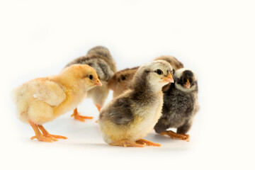 Newly hatched French Faverolles chicks isolated on white background - selective focus, copy space