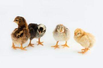 Newly hatched French Faverolles chicks isolated on white background - selective focus, copy space