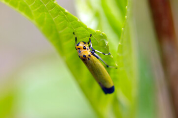 Black-tipped Leafhopper (Tsumaguroooyokobai) perched on green leaves. Close up outdoor macro photograph.
