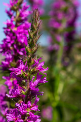 Pink flowers of blooming Purple Loosestrife Lythrum salicaria on the shoreline