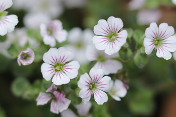 Obraz premium Dwarf baby's breath flowers, close up outdoor macro photograph.