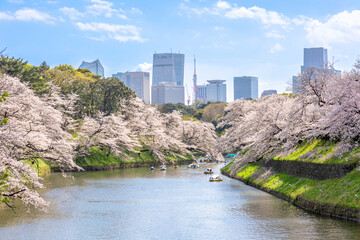 春の千鳥ヶ淵　満開の桜