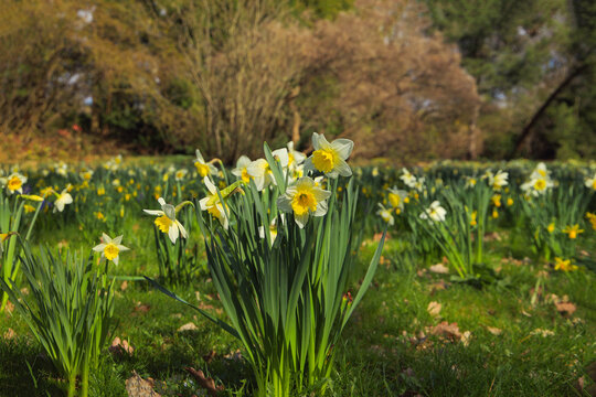Beautiful Daffodils (Narcissus) on a meadow in a park.
