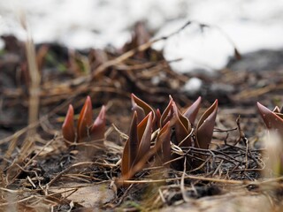 The first shoots of tulips growing through the last spring snow on thawed patches. Early spring.