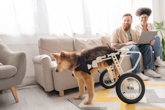 Disabled dog in wheelchair standing near smiling interracial couple with laptop at home. - Powered by Adobe