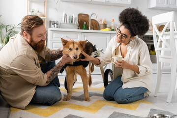 happy and multiethnic couple smiling while petting disabled dog in kitchen.