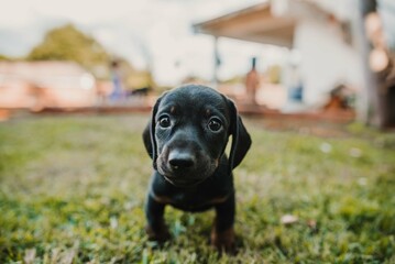 dog in the grass 
dog playing in the grass puppies